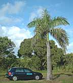 biodiesel rental cars