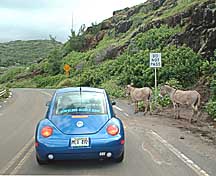 ECO rental cars