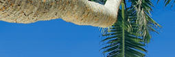 maui animals