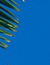 maui mammals