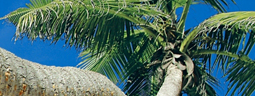 maui birds
