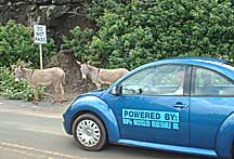 Maui rental cars